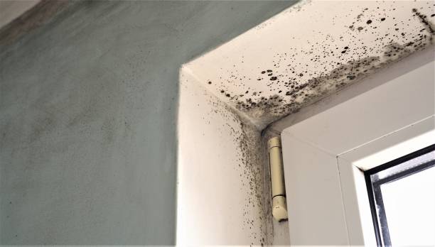 Best Dehumidification Services  in Mill City, OR
