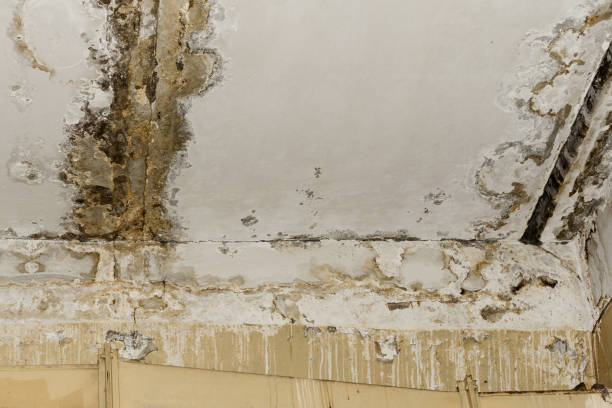 Best Biohazard Mold Removal  in Mill City, OR